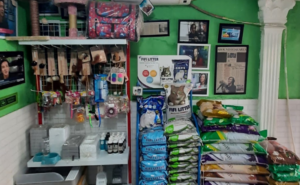 Tempat Penitipan Kucing di Jakarta Saat Mudik Lebaran