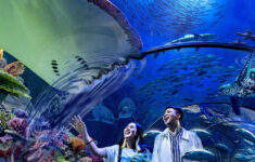 Cara beli tiket Jakarta Aquarium Safari