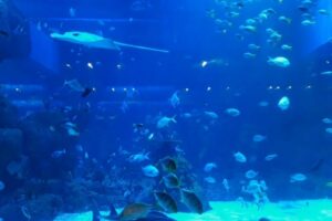 Cara beli tiket Jakarta Aquarium Safari