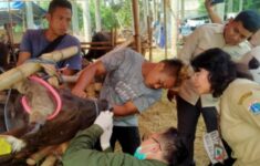 Sudin KPKP Jakarta Barat Imbau Warga Periksa Sertifikat Sehat Hewan Kurban