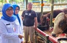 Dinas KPKP DKI Jakarta Periksa Kesehatan Hewan Kurban di Kemayoran, Tidak Ditemukan Penyakit Berbahaya dan Semua Surat Aman