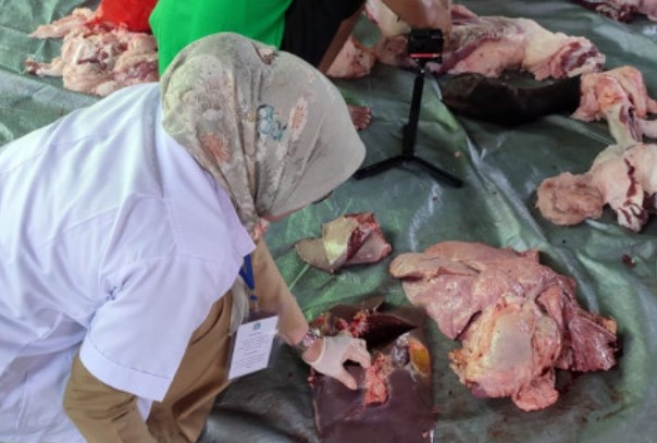 130 Petugas Kesehatan Periksa Daging Kurban di Jakarta Timur, Satu Lokasi Satu Petugas!