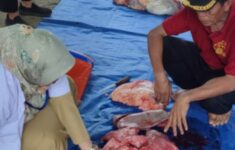 Sudin KPKP Jakarta Timur Umumkan 164,5 kilogram Jeroan Hewan Tak Layak Konsumsi saat Hari Raya Idul Adha 1445 H