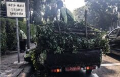 Khawatir Jatuh Saat Hujan, Satpel Tamhut Pangkas Pohon Beringin yang Sempat Tutupi Marka Jalan di Jaksel