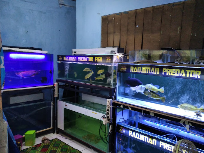 Tempat Beli Ikan Hias di Jakarta 