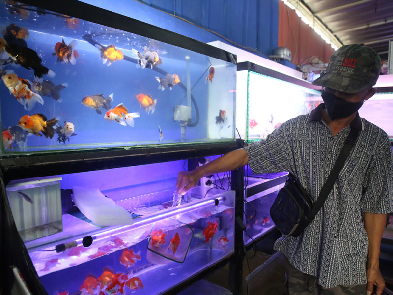 Tempat Beli Ikan Hias di Jakarta 