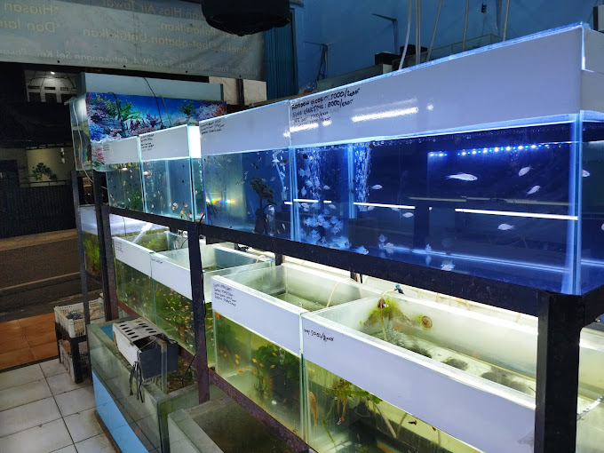 Tempat Beli Ikan Hias di Jakarta 