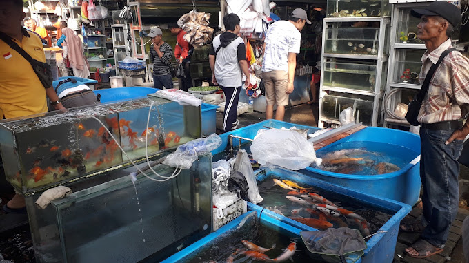 Tempat Beli Ikan Hias di Jakarta 