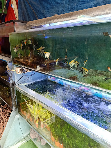 Tempat Beli Ikan Hias di Jakarta 