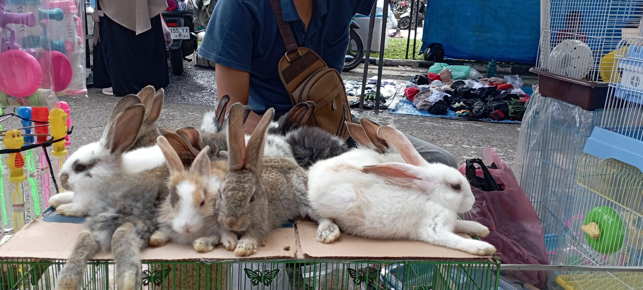 Rekomendasi Pasar Hewan Lengkap di Jakarta