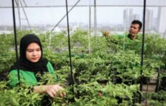 Manfaatkan Rooftop Pasar Mayestik, PIC Green House Ciptakan Urban Farming untuk Ketahanan Pangan