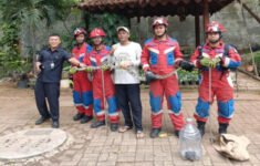 Ular Kobra dan Sanca di Museum Tekstil Jakarta, Petugas Damkar Segera Evakuasi TKP