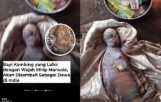 Heboh Penampakan Bayi Kambing Berwajah Manusia di India, Bertahan 10 Menit Terlahir Tanpa Ekor