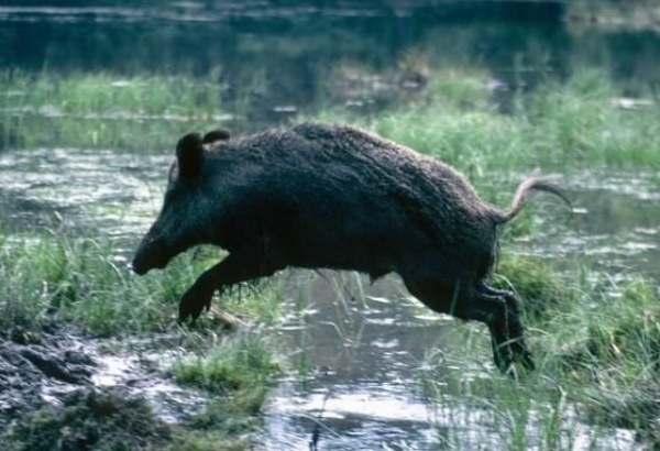 Babi Hutan Masuk Permukiman di Sukamakmur Bogor, 2 Warga Luka Parah Robek di Pinggang