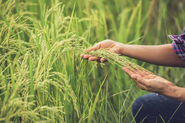 Cara Daftar Petani Milenial Mentan dapat Gaji 10 Juta Perbulan