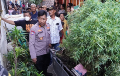 Pria Di Cengkareng Tanam ganja Di Atap Rumah