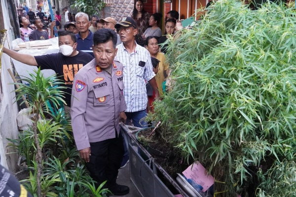 Pria Di Cengkareng Tanam ganja Di Atap Rumah