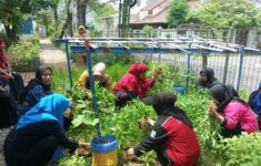 TP PKK dan Jajaran Kelurahan Rawa Buaya Panen Ikan Lele dan Sayuran di RPTRA Carina Sayang