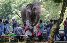 Larangan Pengunjung Piknik Dekat Kandang Ragunan, Pengelola: Primata Reflek Tarik Ponsel