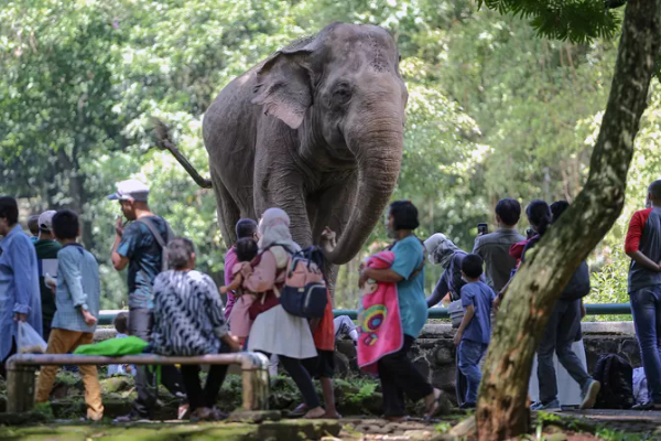 Larangan Pengunjung Piknik Dekat Kandang Ragunan, Pengelola: Primata Reflek Tarik Ponsel