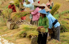 Pinjaman KUR Untuk Petani Tanpa Agunan