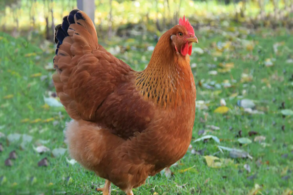 Polisi Gerebek Praktik Ayam Gelonggongan di Pasar Kebayoran Lama, Pedagang Berhasil Diamankan