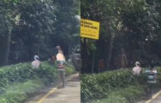 Viral! 1 Rombongan Wisatawan Turun dari Mobil di Jalur Satwa Taman Safari Bogor, Warganet Heboh Kecam Aksi