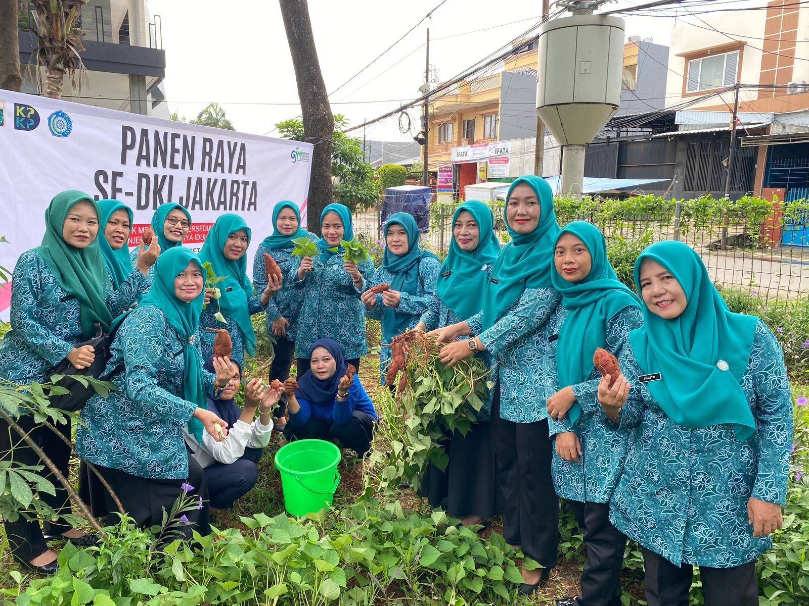 TPPKK dan Warga Rawa Buaya Petik Ubi Merah di Taman Toga RPTRA Carina Sayang