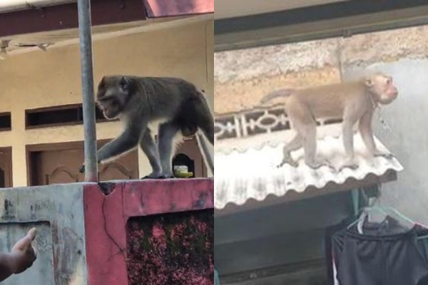 Viral! Monyet Berkeliaran di Pemukiman Warga Depok, Sempat Tersangkut di Jendela Saat Kabur Melarikan Diri