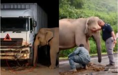 Begini Kondisi Terkini Induk Gajah Usai Anaknya Tertabrak Truk di Malaysia, Tragis!
