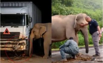 Begini Kondisi Terkini Induk Gajah Usai Anaknya Tertabrak Truk di Malaysia, Tragis!