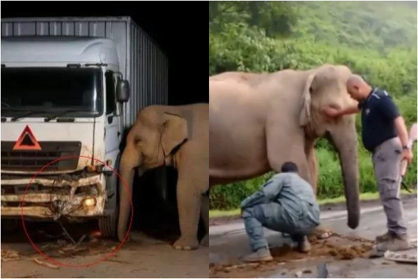 Begini Kondisi Terkini Induk Gajah Usai Anaknya Tertabrak Truk di Malaysia, Tragis!
