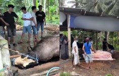 Sapi Kurban Presiden Prabowo Tiba-tiba Mati Diduga Alami Keracunan, Pemilik: Pagi Masih Saya Mandikan