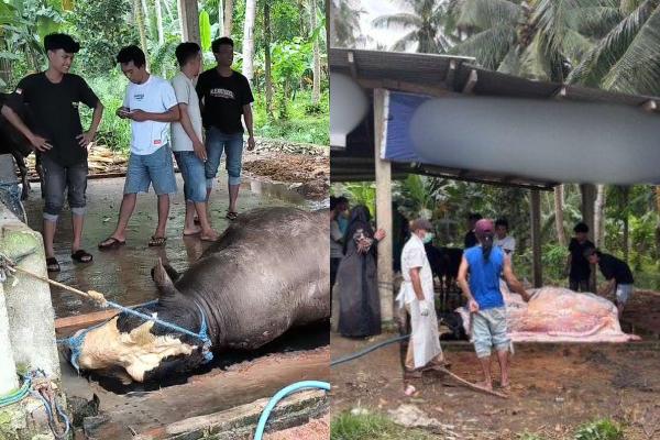 Sapi Kurban Presiden Prabowo Tiba-tiba Mati Diduga Alami Keracunan, Pemilik: Pagi Masih Saya Mandikan