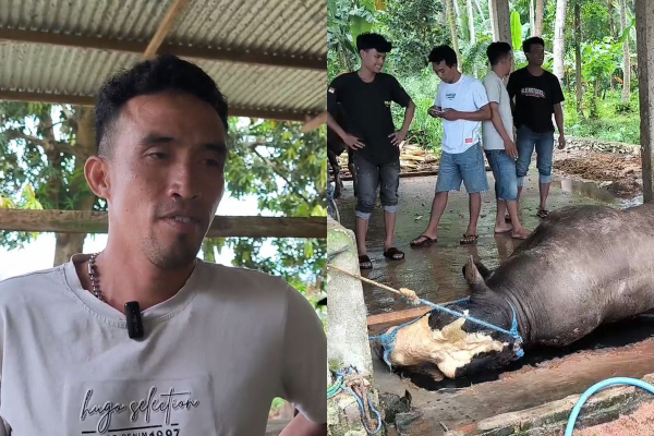 Pemilik Sapi Prabowo Belum Terima Transfer dari Istana Usai Peliharaannya Mati Mendadak: Kalau Ada yang Punya Niat Buruk...