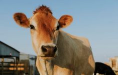 Daftar Harga Sapi Kurban 2025 di Jabodetabek: Mana yang Cocok di Kantongmu?