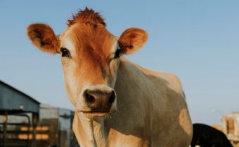 Daftar Harga Sapi Kurban 2025 di Jabodetabek: Mana yang Cocok di Kantongmu?