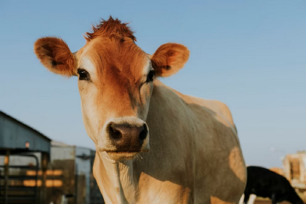 Daftar Harga Sapi Kurban 2025 di Jabodetabek: Mana yang Cocok di Kantongmu?