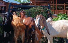 Daftar Harga Kambing Kurban Tahun 2025