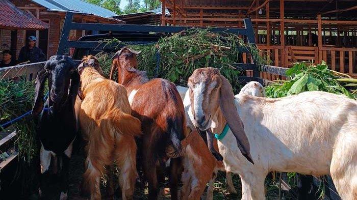 Daftar Harga Kambing Kurban Tahun 2025
