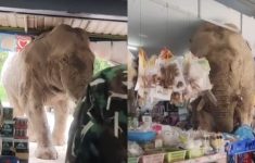Gajah Liar Masuk Toko di Thailand Heboh di Medsos, Badan Masuk Sentuh Atap, Netizen: Makanya Jangan Gunduli Hutan!