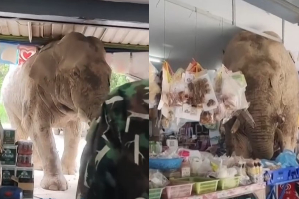 Gajah Liar Masuk Toko di Thailand Heboh di Medsos, Badan Masuk Sentuh Atap, Netizen: Makanya Jangan Gunduli Hutan!