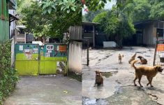 Pejaten Animal Shelter Didesak Tutup, Warga Keluhkan Hewan Lepas dan Bau Tak Sedap