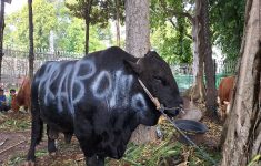 Sapi Kurban Milik Prabowo dan Gibran Belum Disembelih Saat Hari Raya Idul Adha, Ternyata Ini Alasannya!