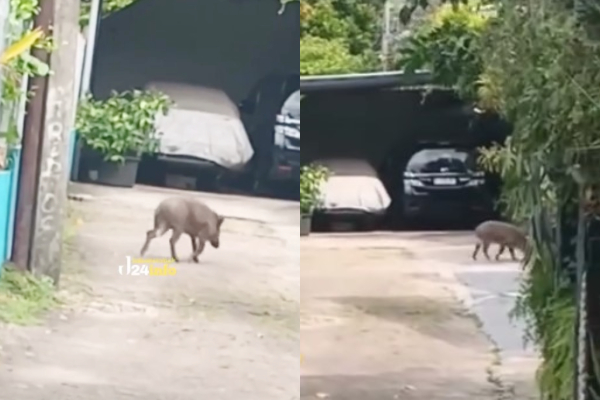 Viral! Babi Hutan Berkeliaran Masuk Pemukiman Warga di Pejaten, Netizen: Babi Ngepet Kesiangan