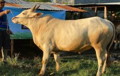 Sapi Kurban Berontak Saat Hendak Disembelih di Bogor, Korban Terpental 2 Meter dan Dilarikan ke RS