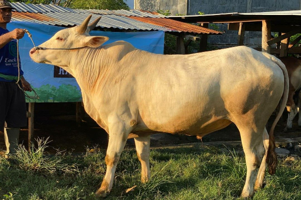 Sapi Kurban Berontak Saat Hendak Disembelih di Bogor, Korban Terpental 2 Meter dan Dilarikan ke RS
