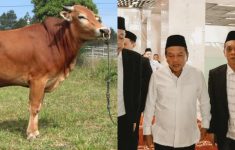 Kemensos Salurkan 111 Hewan Kurban bagi Warga dan Pangkalan Ojek di Jakarta dan Lainnya: 45 Ekor Sapi dan 66 Kambing