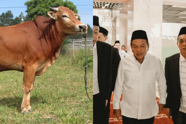Kemensos Salurkan 111 Hewan Kurban bagi Warga dan Pangkalan Ojek di Jakarta dan Lainnya: 45 Ekor Sapi dan 66 Kambing