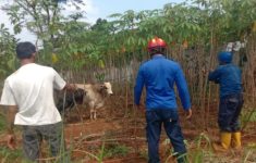 Sapi Mengamuk di Bogor Saat Hendak Disembelih, Warga Berlari Panggil Damkar